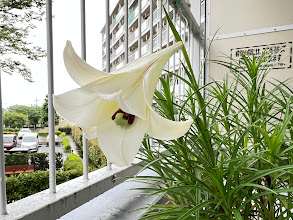 IMG_3128ゆり.jpg