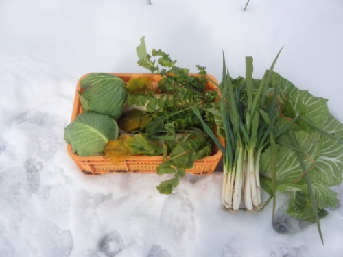 04雪中野菜を掘り起こし収穫