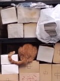 荷物に紛れて…