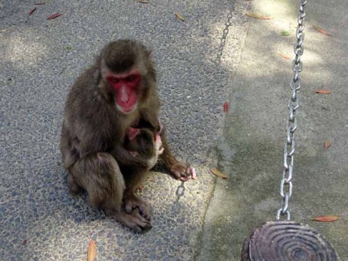 ピーちゃん (1).JPG