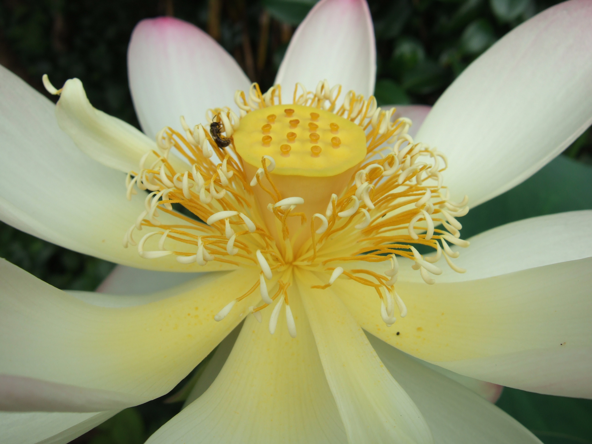 2013_0731lotus0007.JPG