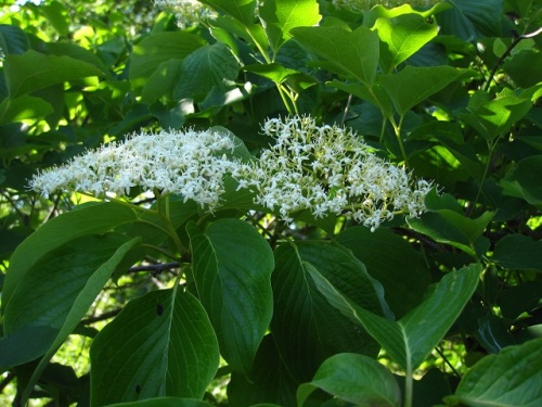 枝先に散房花序を出し白くて小さい花をたくさんつけるミズキの花 5月末の静岡県富士宮市 田貫湖周辺での自然観察 その17 しろうと自然科学者の自然観察日記 楽天ブログ