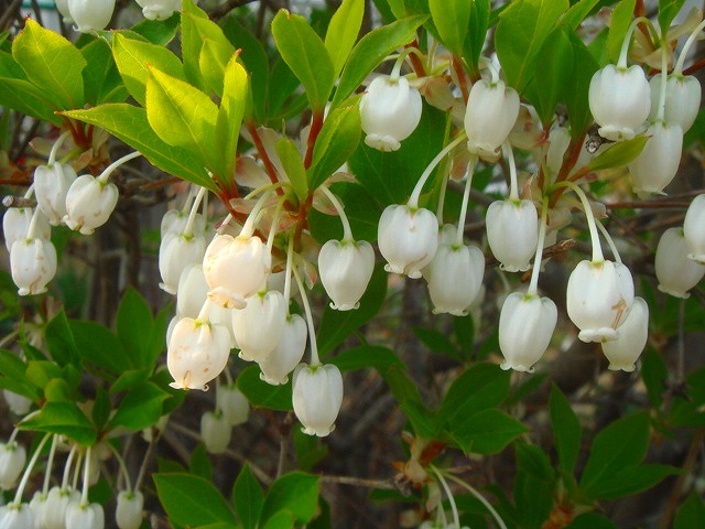 DSC01542.jpg