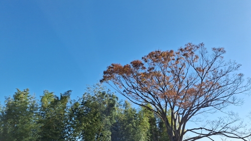 IMG_20241201_100918.jpg