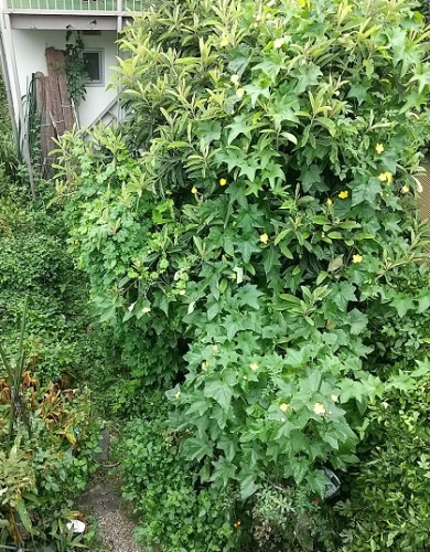 ヘチマの雌花がやっと成長を始めました O ネコ様とガーデニング 楽天ブログ