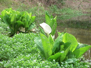 20120415、万博公園08水芭蕉hp.JPG