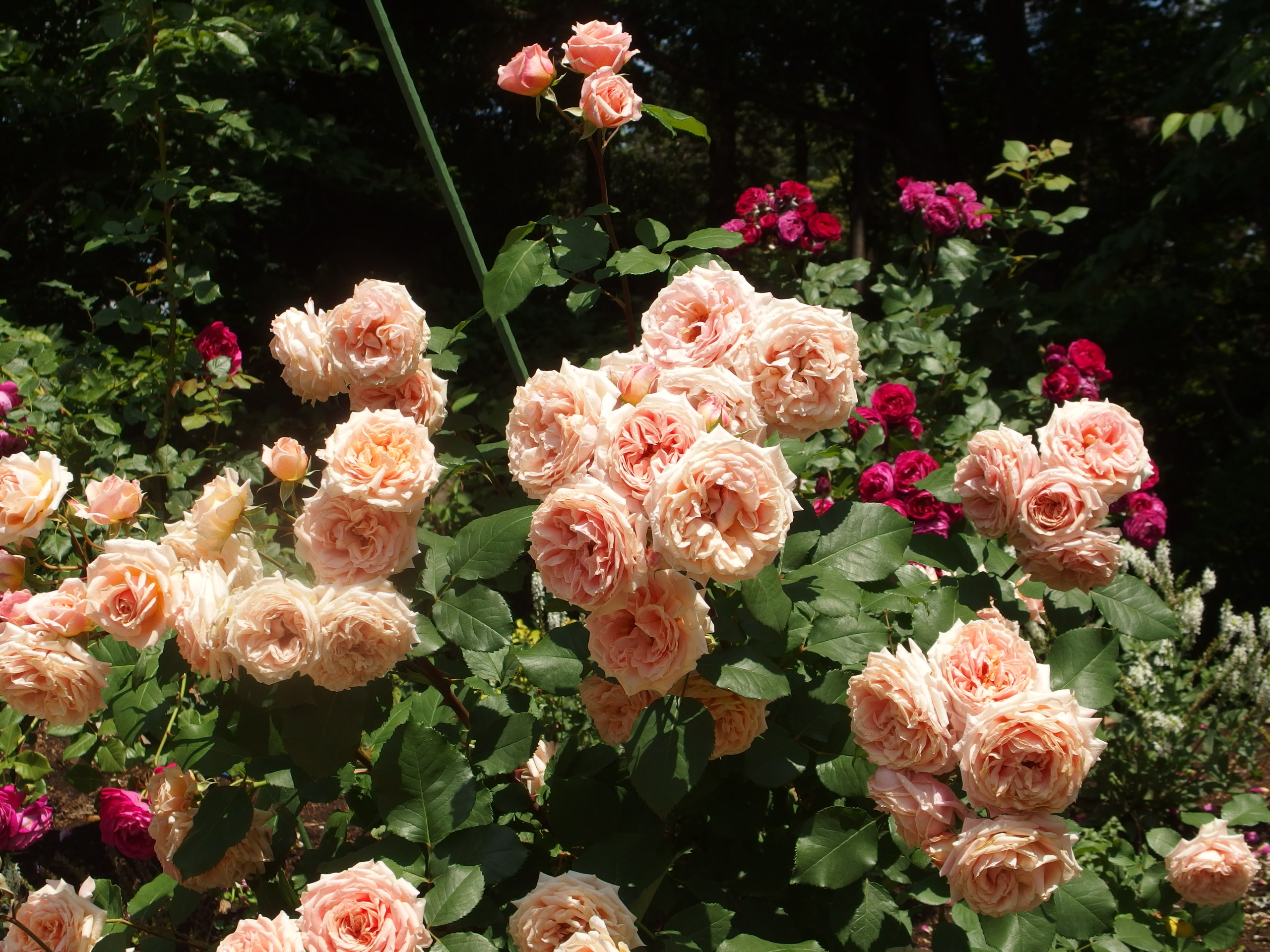 2015-06-10 12.04.46.jpg