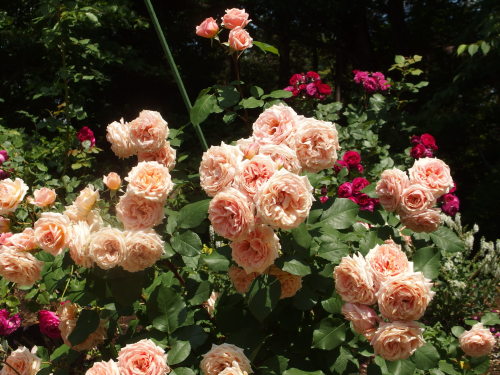 2015-06-10 12.04.46.jpg