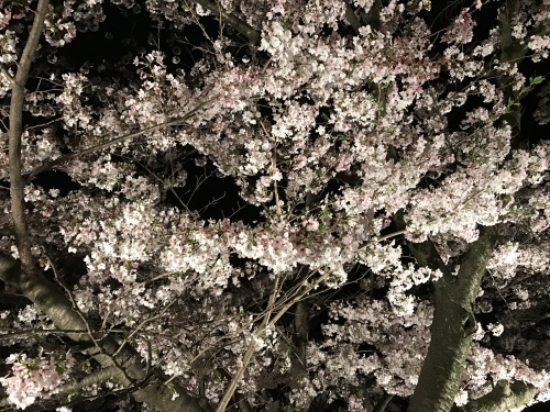 夜桜　2