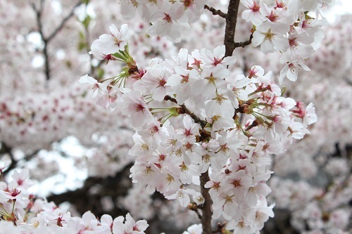 がいせん桜 (4).JPG