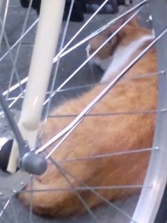自転車の車輪越しに猫