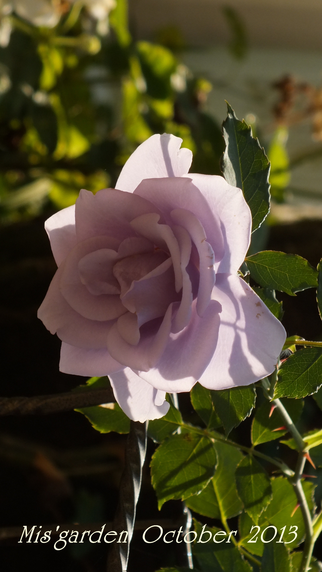 DSCF0866.JPG