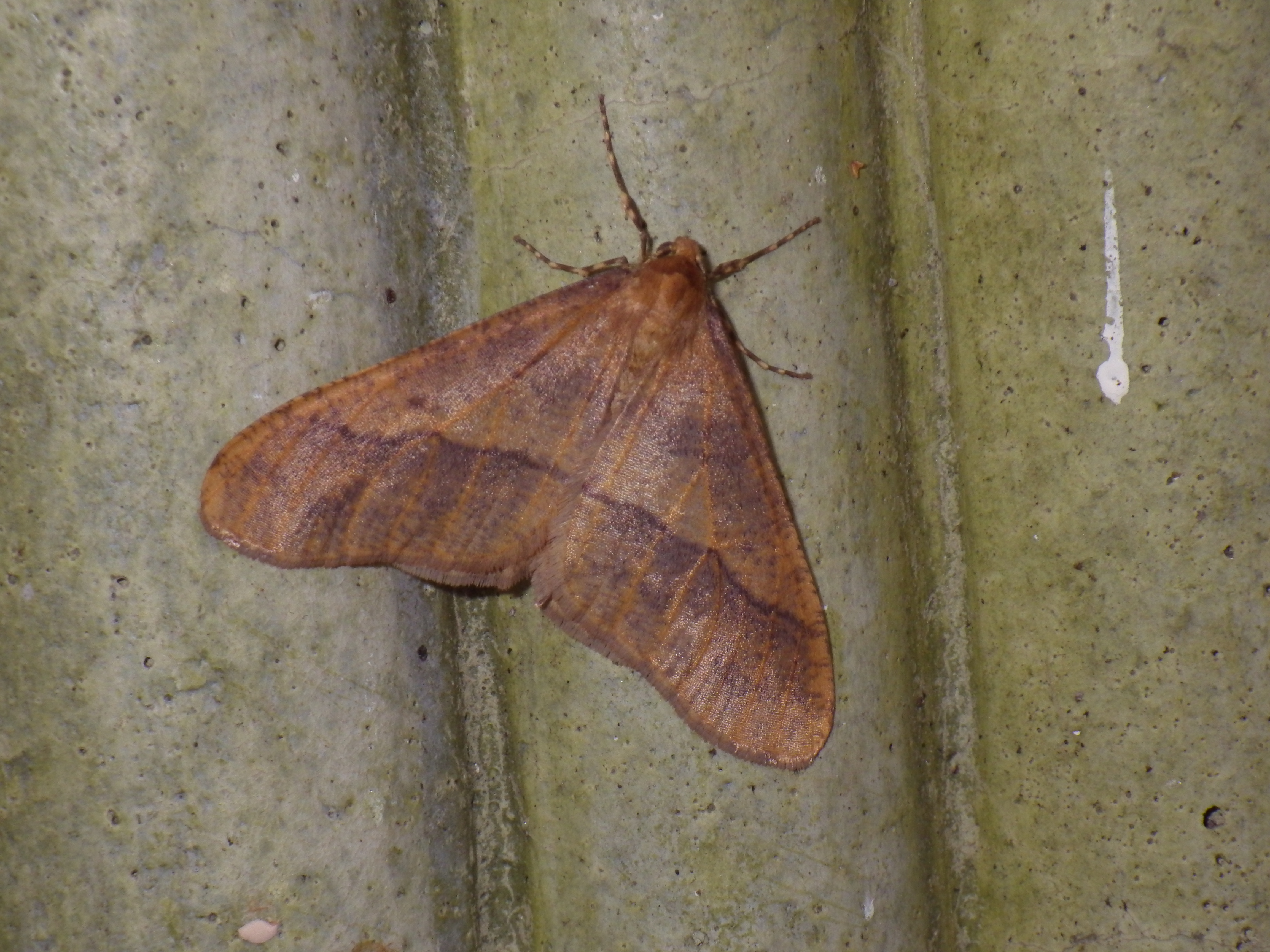 チャバネフユエダシャク