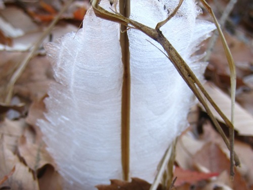 シモバシラの花 高尾山での自然観察 その7 しろうと自然科学者の自然観察日記 楽天ブログ