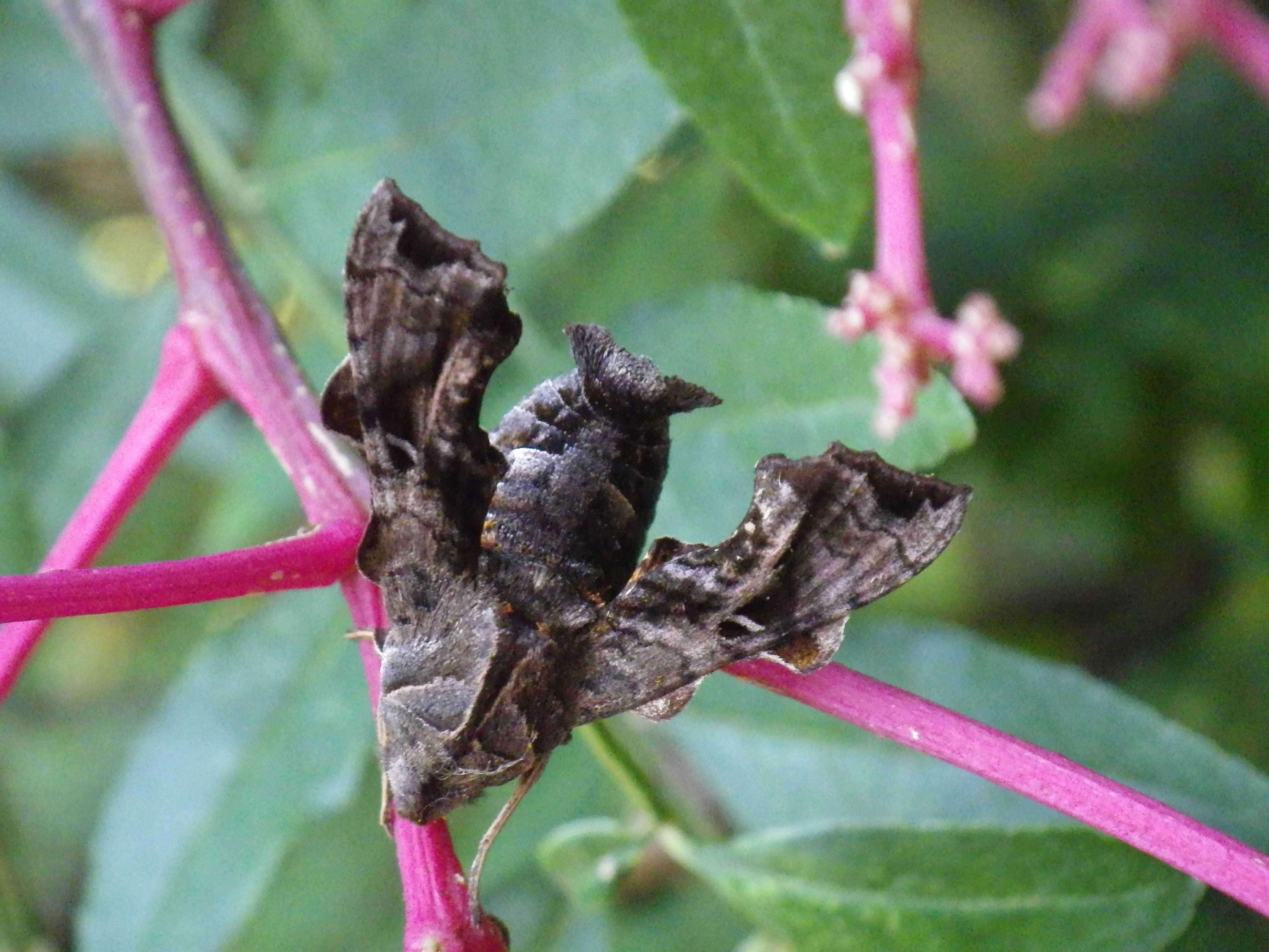 ホシヒメホウジャク
