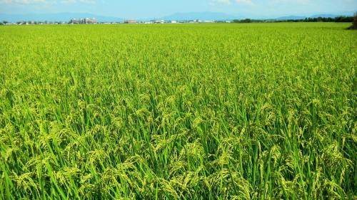 稲田 (3)(V.2012_08_23__07_41_56).jpg