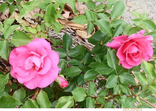 薔薇1120170503.jpg