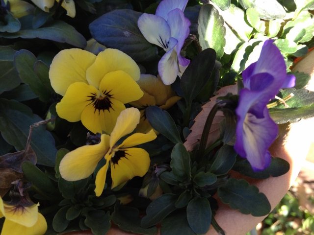 IMG_2570 (640x480).jpg