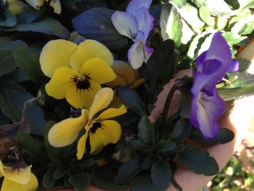 IMG_2570 (640x480).jpg