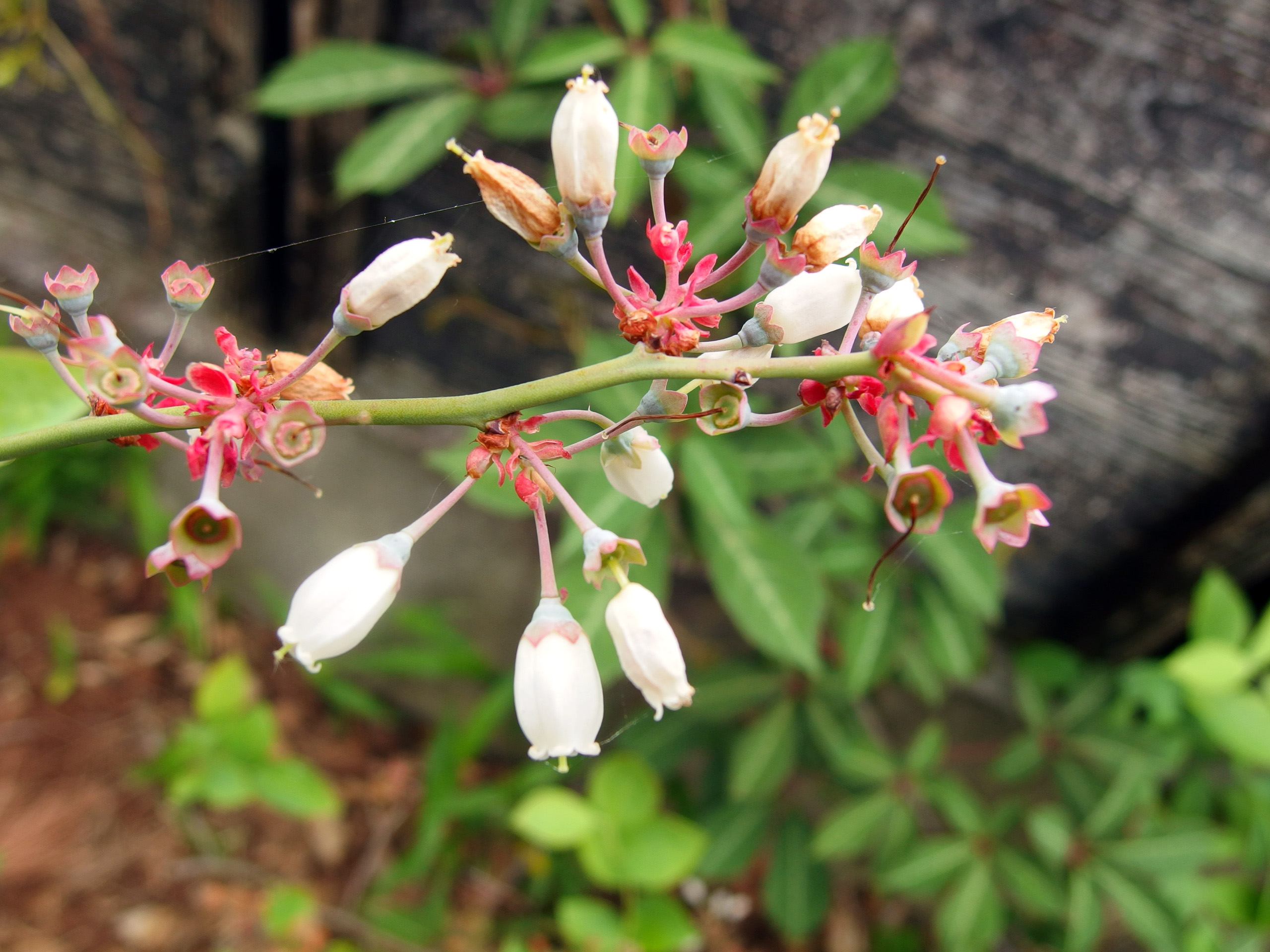 2015-05-09 10.52.37.jpg