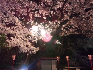 2015年4月　金沢の夜桜