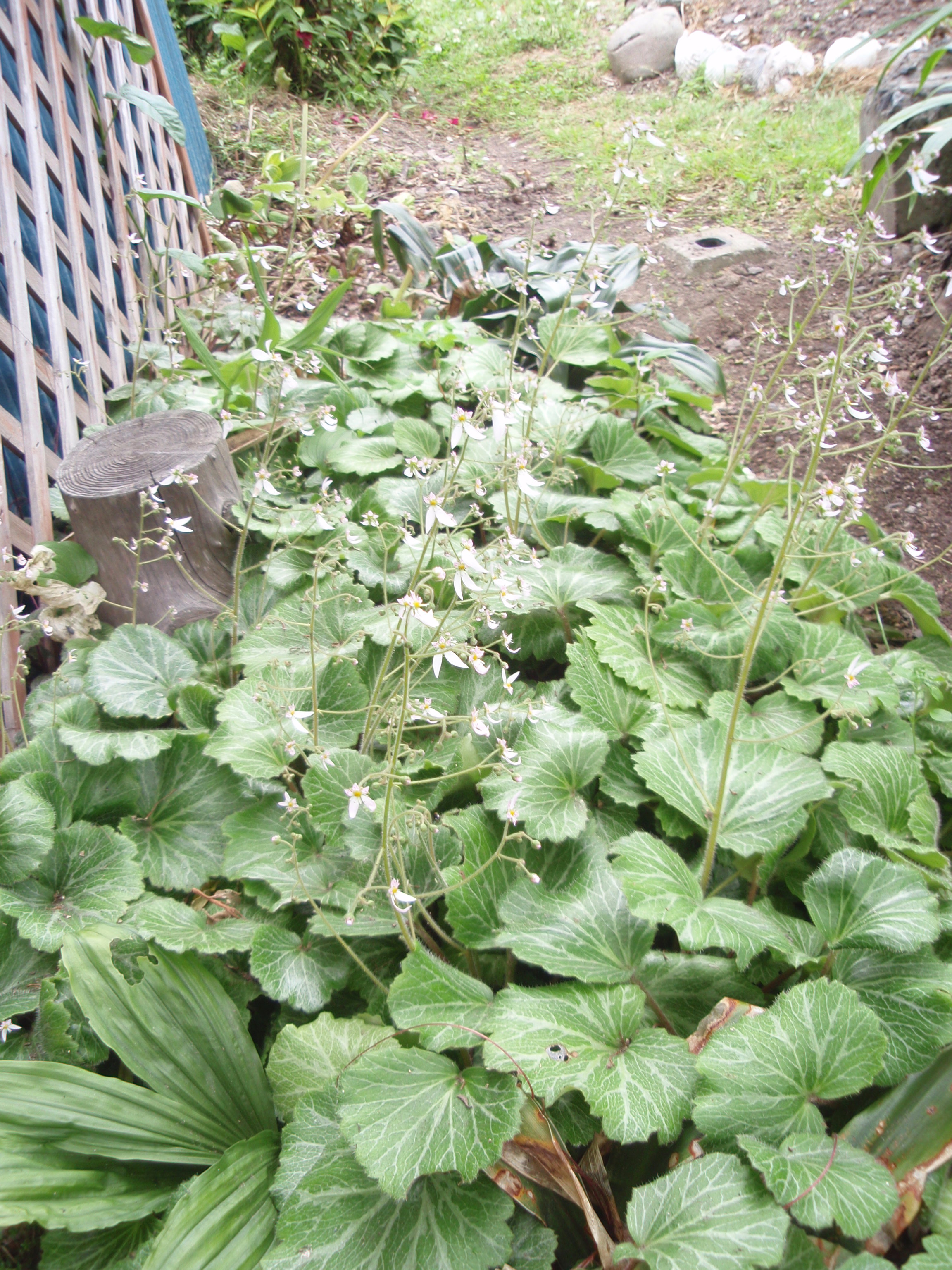 ゆきのしたと何てこと無いひと時 002.jpg