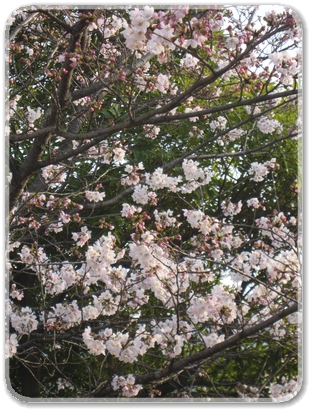 ４月４日わが家の桜_2205.jpg