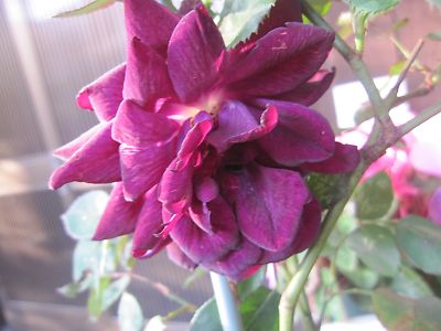 IMG_rui107.JPG