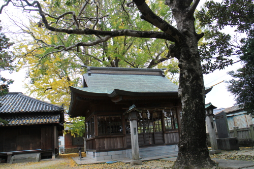 乳保神社のイチョウ