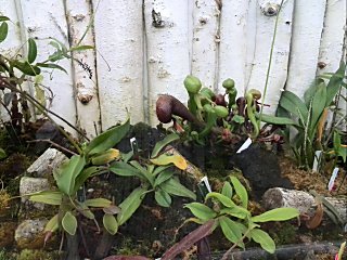 咲くやこの花館 訪問記録 僕の食虫植物日記 楽天ブログ