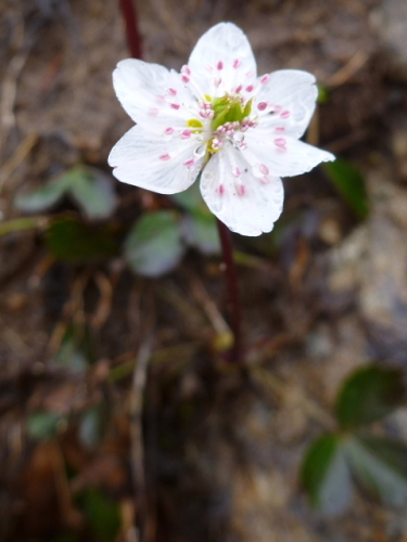 至仏山のお花達5.jpg