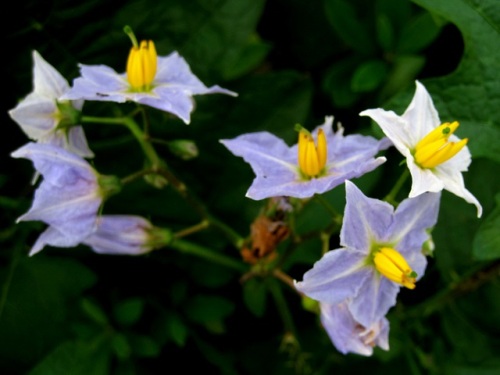 ナス科の植物で茎や葉に鋭い刺が多いワルナスビ 悪茄子 の花 団地周辺で見かける帰化植物 その 最終回 しろうと自然科学者の自然観察日記 楽天ブログ