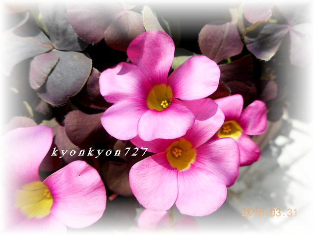 DSCN0532.jpg