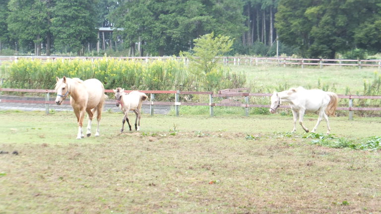 DSCF2966.JPG