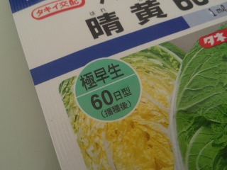 02ハクサイ「晴黄60」極早生60日型