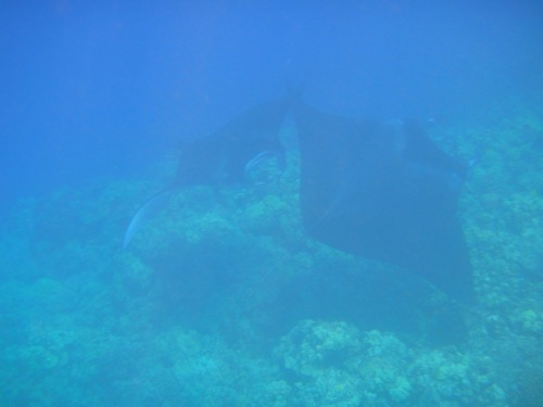 マンタの追っかけっこ＜４＞.JPG