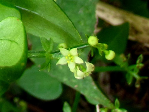アカネの花 秋の静岡県富士宮市での自然観察 その1 しろうと自然科学者の自然観察日記 楽天ブログ