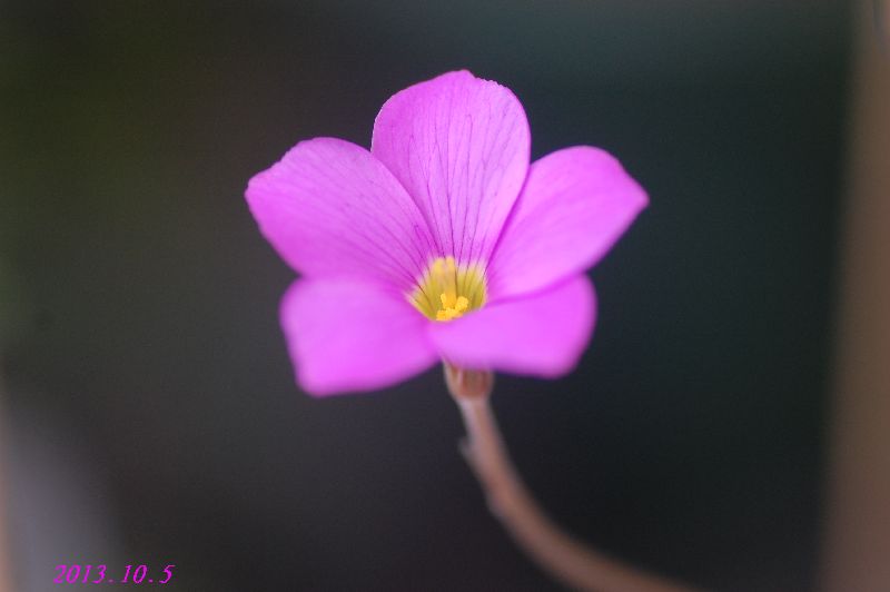 DSC_9757.JPG