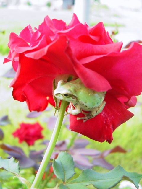 DSC09136.JPG