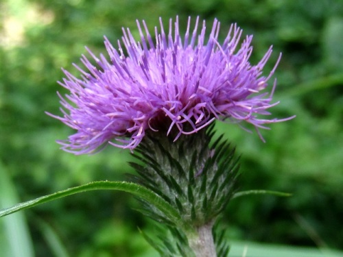 ノハラアザミの花 高尾山での自然観察 その10 しろうと自然科学者の自然観察日記 楽天ブログ