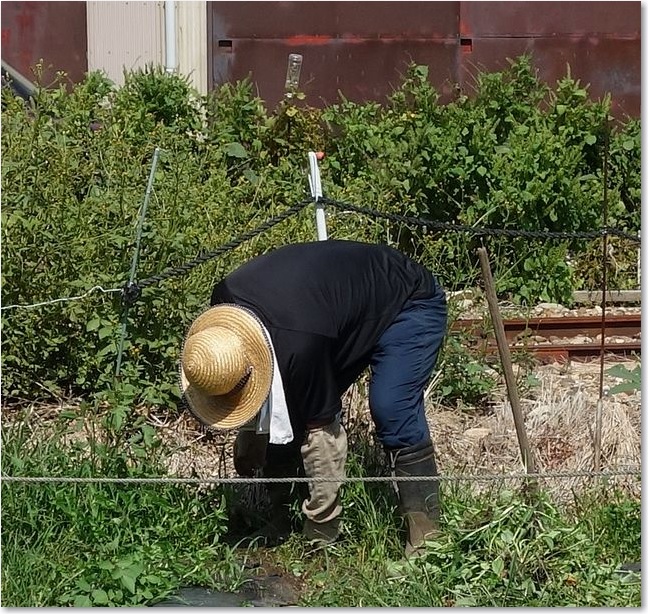 62線路ぎわ農業