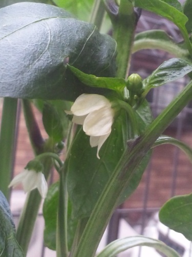 2016年６月パプリカの花