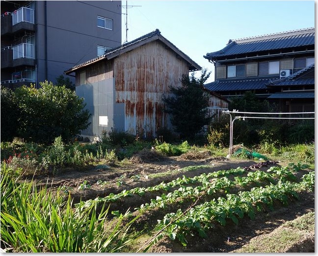 17畑もあります