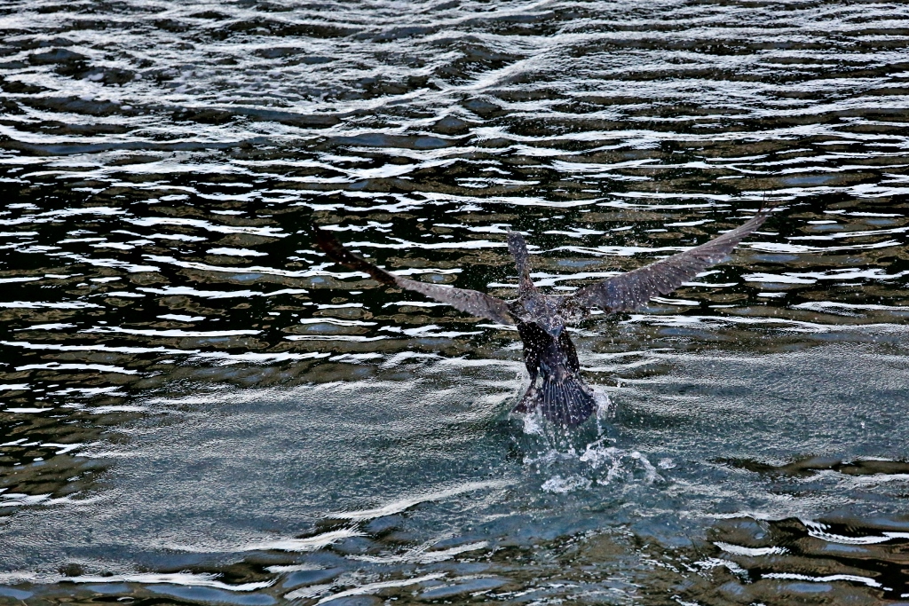 B97A5883 (1024x683).jpg