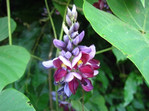 クズの花 高尾山での自然観察 その3 しろうと自然科学者の自然観察日記 楽天ブログ