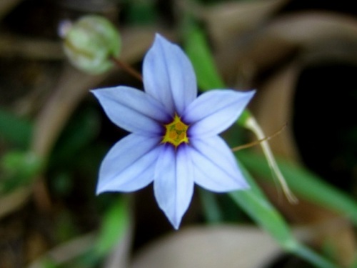 オオニワゼキショウの花 草丈がセンチ程度のニワゼキショウに対して 草丈が 30センチ以上で大きいことから名づけられました しろうと自然科学者の自然観察日記 楽天ブログ