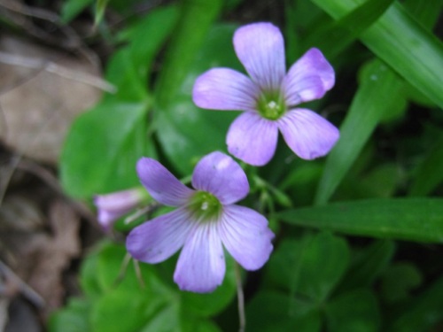 観賞用として導入され野生化したムラサキカタバミの花 5月の玉川上水緑道 しろうと自然科学者の自然観察日記 楽天ブログ