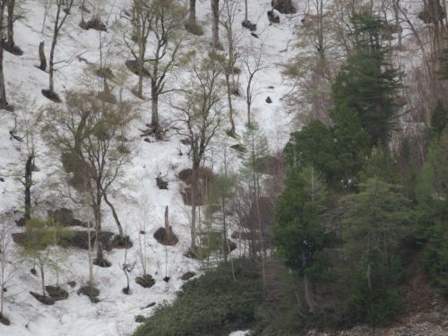 アルペンルート (93).jpg