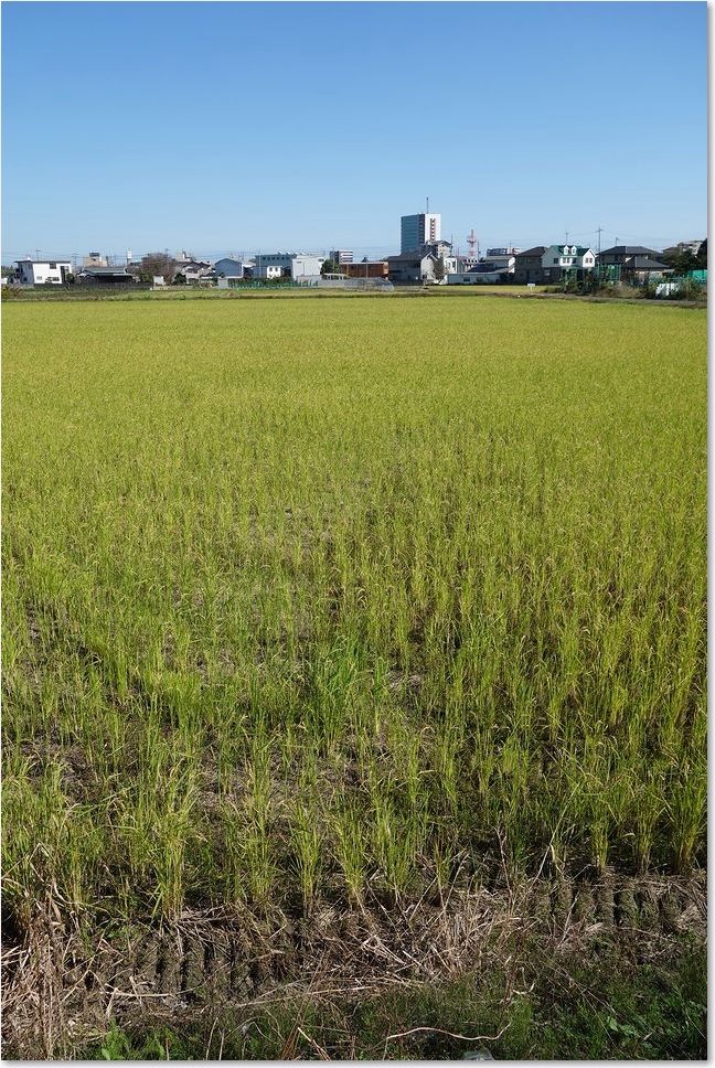 19広い田んぼ