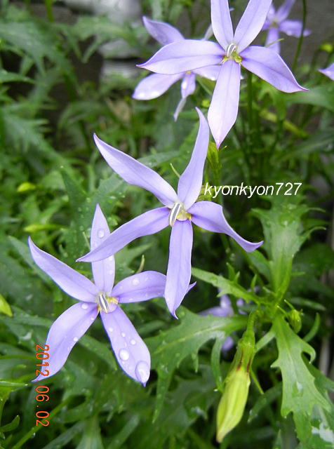 イソトマ・パープル1